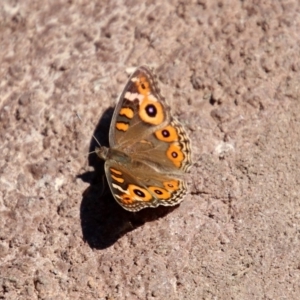 Junonia villida at Molonglo Valley, ACT - 16 Dec 2019 11:07 AM