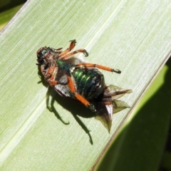 Anoplognathus brunnipennis at Molonglo Valley, ACT - 16 Dec 2019