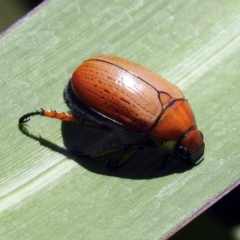 Anoplognathus brunnipennis at Molonglo Valley, ACT - 16 Dec 2019