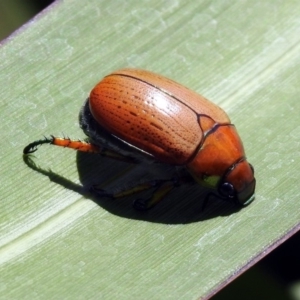 Anoplognathus brunnipennis at Molonglo Valley, ACT - 16 Dec 2019