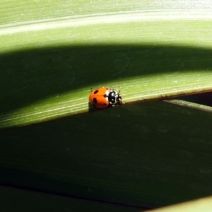 Hippodamia variegata at Molonglo Valley, ACT - 16 Dec 2019 11:36 AM