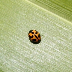 Coccinella transversalis (Transverse Ladybird) at Molonglo Valley, ACT - 16 Dec 2019 by RodDeb