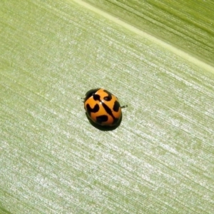 Coccinella transversalis at Molonglo Valley, ACT - 16 Dec 2019