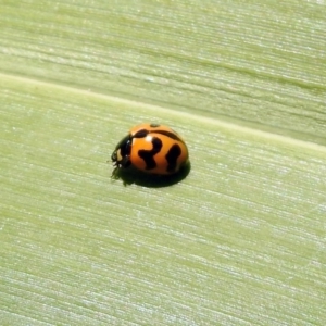 Coccinella transversalis at Molonglo Valley, ACT - 16 Dec 2019 11:35 AM