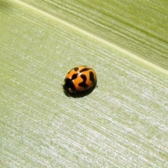 Coccinella transversalis at Molonglo Valley, ACT - 16 Dec 2019