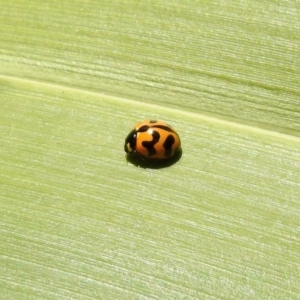 Coccinella transversalis at Molonglo Valley, ACT - 16 Dec 2019 11:35 AM