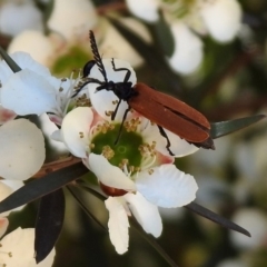 Porrostoma sp. (genus) (Lycid, Net-winged beetle) at Molonglo Valley, ACT - 15 Dec 2019 by RodDeb