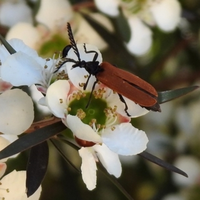 Porrostoma sp. (genus) (Lycid, Net-winged beetle) at Molonglo Valley, ACT - 16 Dec 2019 by RodDeb