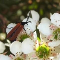 Porrostoma sp. (genus) at Molonglo Valley, ACT - 16 Dec 2019