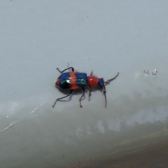 Dicranolaius bellulus (Red and Blue Pollen Beetle) at Molonglo Valley, ACT - 16 Dec 2019 by RodDeb