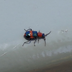 Dicranolaius bellulus at Molonglo Valley, ACT - 16 Dec 2019 11:06 AM