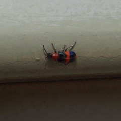 Dicranolaius bellulus at Molonglo Valley, ACT - 16 Dec 2019