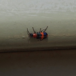 Dicranolaius bellulus at Molonglo Valley, ACT - 16 Dec 2019 11:06 AM