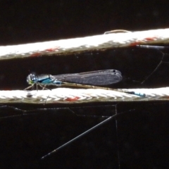 Ischnura heterosticta (Common Bluetail Damselfly) at Molonglo Valley, ACT - 16 Dec 2019 by RodDeb