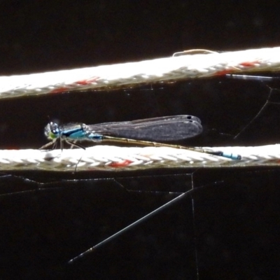 Ischnura heterosticta (Common Bluetail Damselfly) at National Zoo and Aquarium - 16 Dec 2019 by RodDeb