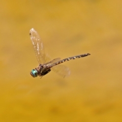 Hemicordulia australiae (Australian Emerald) at Molonglo Valley, ACT - 16 Dec 2019 by RodDeb