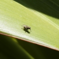 Unidentified True fly (Diptera) at Molonglo Valley, ACT - 16 Dec 2019 by RodDeb