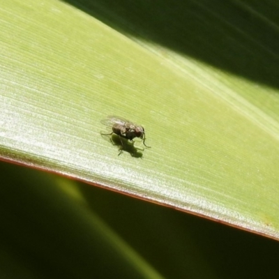 Unidentified True fly (Diptera) at National Zoo and Aquarium - 16 Dec 2019 by RodDeb