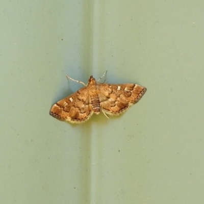 Nacoleia rhoeoalis (A Crambid moth (Spilomelinae) at Molonglo Valley, ACT - 16 Dec 2019 by RodDeb