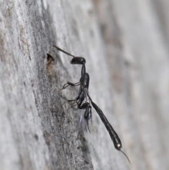 Gasteruption sp. (genus) (Gasteruptiid wasp) at ANBG - 17 Dec 2019 by TimL