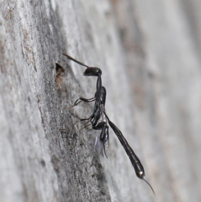 Gasteruption sp. (genus) (Gasteruptiid wasp) at Acton, ACT - 17 Dec 2019 by TimL