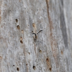 Gasteruption sp. (genus) at Acton, ACT - 17 Dec 2019 12:54 PM