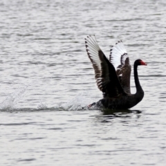 Cygnus atratus (Black Swan) at Parkes, ACT - 15 Dec 2019 by RodDeb