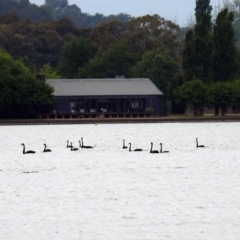 Cygnus atratus at Parkes, ACT - 15 Dec 2019