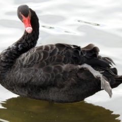 Cygnus atratus at Parkes, ACT - 15 Dec 2019