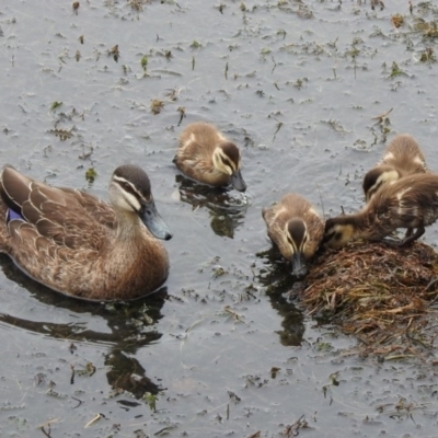 Anas superciliosa (Pacific Black Duck) at Parkes, ACT - 15 Dec 2019 by RodDeb