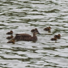 Anas superciliosa at Parkes, ACT - 15 Dec 2019