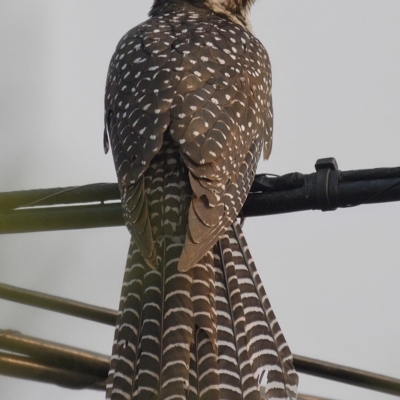 Eudynamys orientalis (Pacific Koel) at Kambah, ACT - 17 Dec 2019 by Marthijn