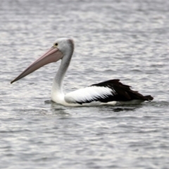 Pelecanus conspicillatus (Australian Pelican) at Barton, ACT - 15 Dec 2019 by RodDeb