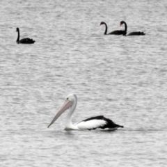 Pelecanus conspicillatus at Barton, ACT - 15 Dec 2019