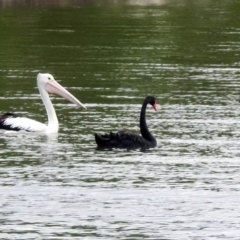 Pelecanus conspicillatus at Barton, ACT - 15 Dec 2019 01:32 PM