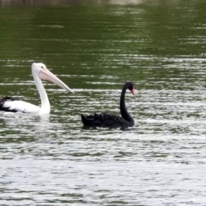 Pelecanus conspicillatus at Barton, ACT - 15 Dec 2019