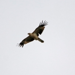 Haliastur sphenurus (Whistling Kite) at Barton, ACT - 15 Dec 2019 by RodDeb