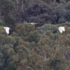 Ardea alba (Great Egret) at Lake Burley Griffin Central/East - 15 Dec 2019 by RodDeb