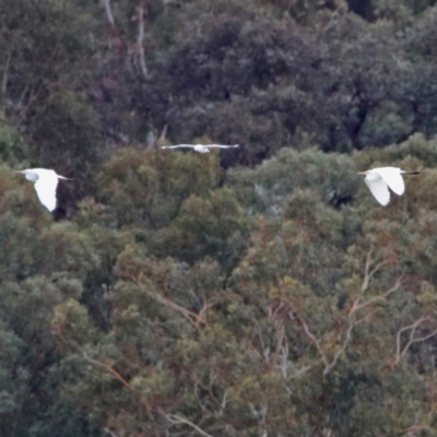 Ardea alba (Great Egret) at Barton, ACT - 15 Dec 2019 by RodDeb