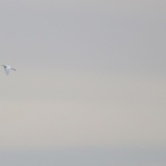 Ardea alba at Barton, ACT - 15 Dec 2019