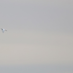 Ardea alba at Barton, ACT - 15 Dec 2019 02:00 PM