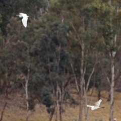 Ardea alba at Barton, ACT - 15 Dec 2019 02:00 PM