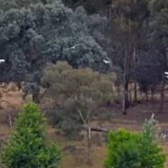 Ardea alba at Barton, ACT - 15 Dec 2019