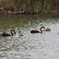 Cygnus atratus (Black Swan) at Parkes, ACT - 15 Dec 2019 by RodDeb