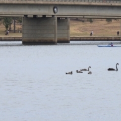 Cygnus atratus at Parkes, ACT - 15 Dec 2019 11:45 AM