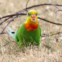 Polytelis swainsonii (Superb Parrot) at Parkes, ACT - 15 Dec 2019 by RodDeb