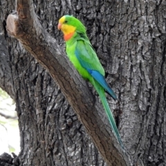 Polytelis swainsonii at Parkes, ACT - suppressed