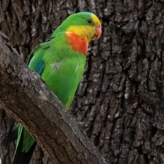 Polytelis swainsonii at Parkes, ACT - suppressed