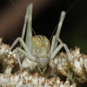 Caedicia simplex at Hackett, ACT - 17 Dec 2019 11:52 AM