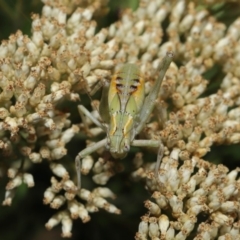 Caedicia simplex at Hackett, ACT - 17 Dec 2019